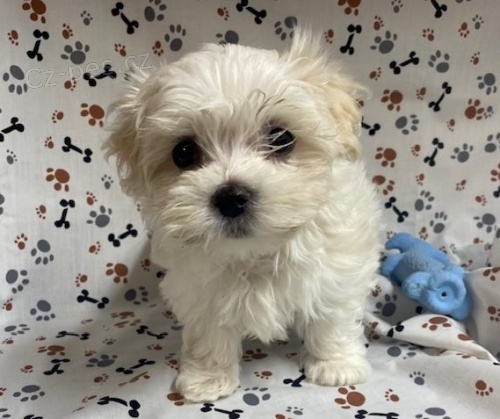 KR�SN� MALT�TINA