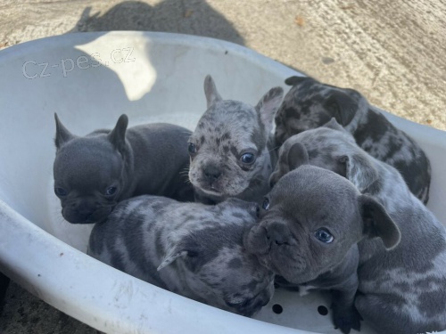 N�DHERN� FRANCOUZSK� BULDO�EK P�IPRAVEN� NA NOV� D