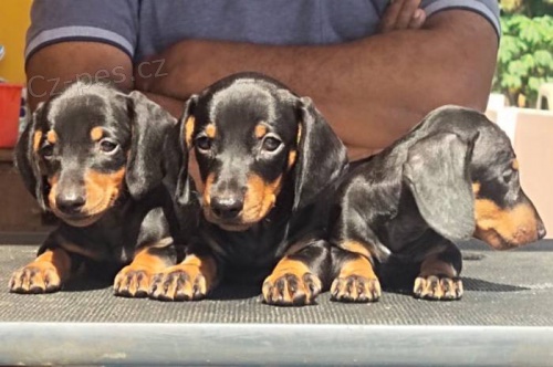 �t��ata jezev��ka