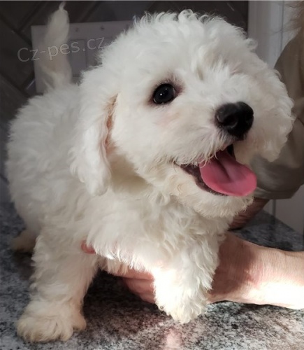 �t��ata bi�onka