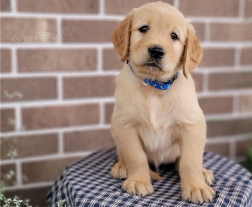 Rozko�n� �t���tka zlat�ho retr�vra