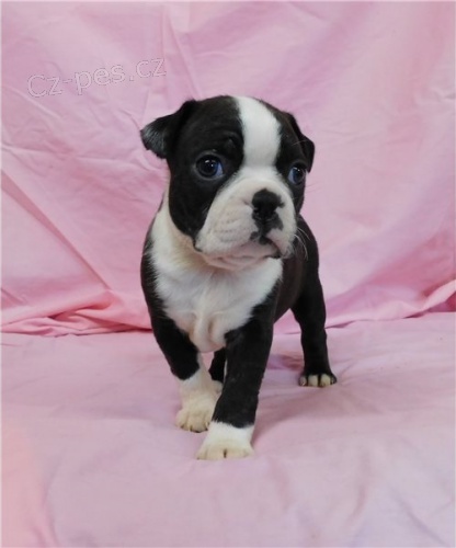 Kr�sn� �t��ata bostonsk�ho teri�ra