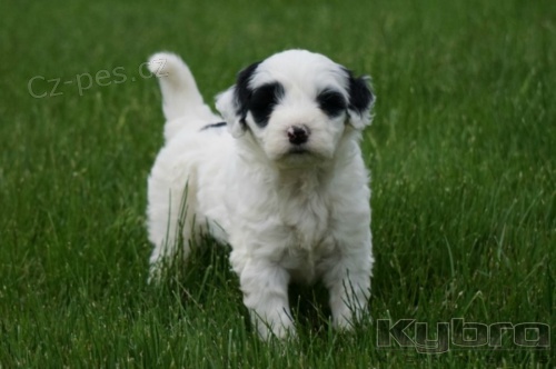 Pejsek a fenka portugalsk�ho vodn�ho psa k adopci.