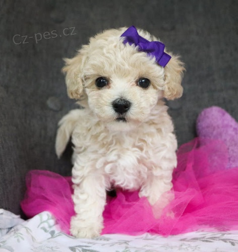 Kr�sn� �t��ata Maltipoo na prodej (Maltipoos jsou popul�rn� k��enci malt�zsk�ho a miniaturn�ho pudla).