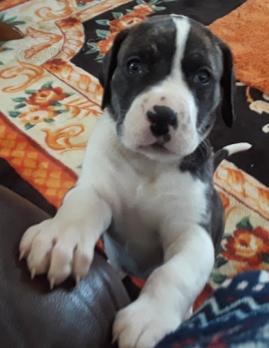 Prod�m hygienicky vycvi�en� miniaturn� �t��ata N�meck� dogy.