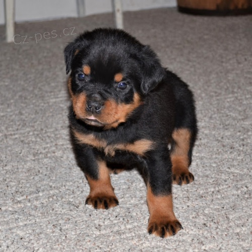 Prod�m zdrav� a kr�sn� �t��ata Rotvajlera a feny.