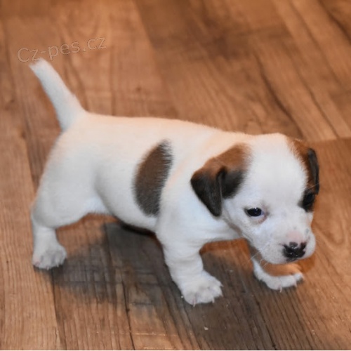 Kr�sn� a rozko�n� mini spole�ensky vycvi�en� �t���tka jack russella na prodej.