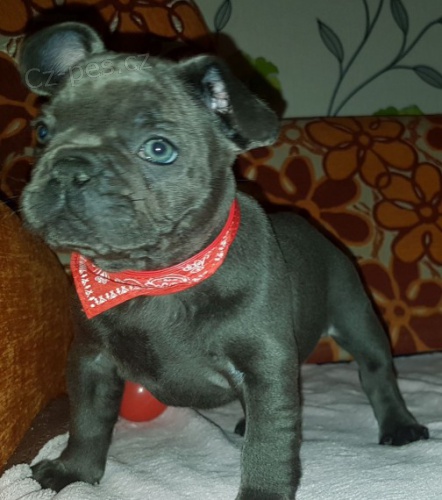 Prod�m modr�, b�ov�, �ern� �t��ata francouzsk�ho buldo�ka.