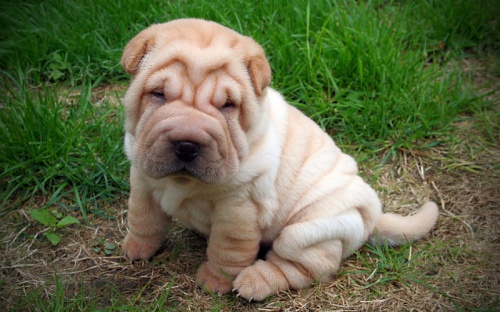 O�kovan� �t��ata shar-pei na prodej