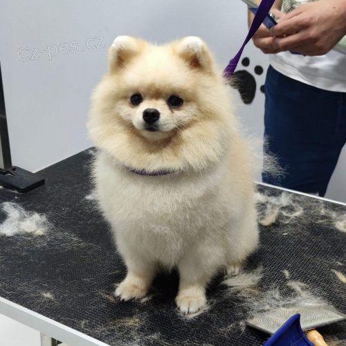 Pomo�ansk� �pic