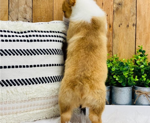 Pembroke Welsh Corgi, �t��ata