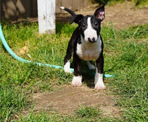 �t��ata bulteri�ra