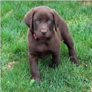 miluj�c� labrador p�ipraven k adopci.