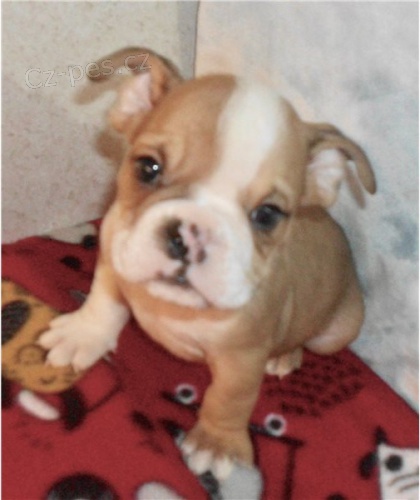 �t��ata anglick�ho buldoka