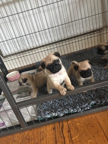 Mini Kr�sn� b�ov� �t��ata mopse na prodej