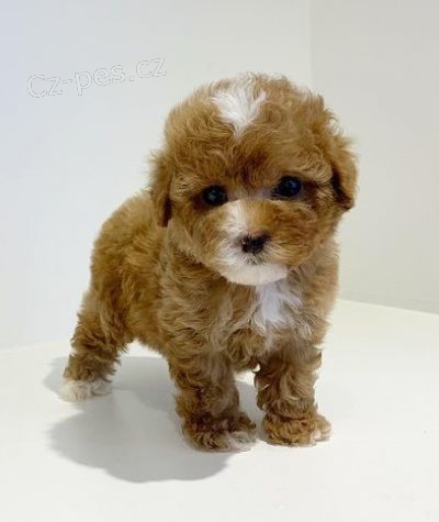 Zdrav� a kr�sn� mu� a �ena �t��ata pudla na prodej.