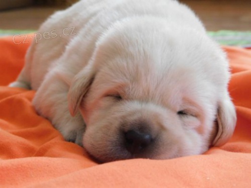 Labradorsk� retr�vr s PP