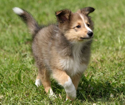 Prod�m ZDRAV� a O�KOVAN� �t��ata SHELTIE.