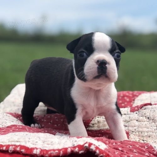 �t��ata bostonsk�ho teri�ra.