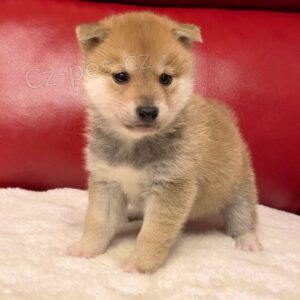 �t��ata shiba inu