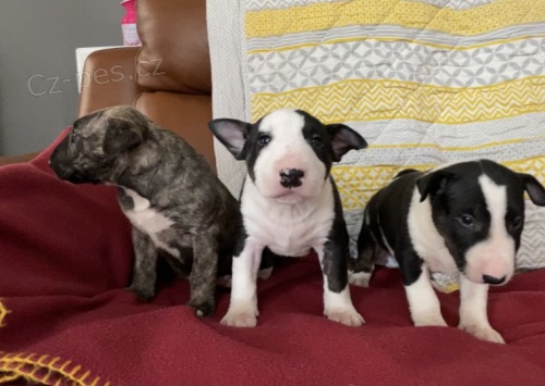 mini kr�sn� anglick� bulteri�r