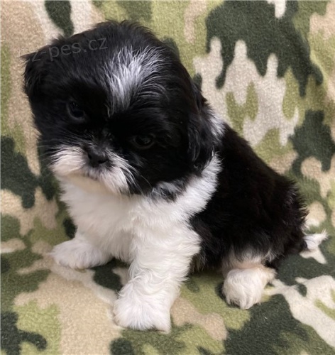 �t��ata shih tzu
