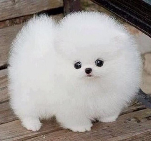 N�meck� �pic trpasli�� �t���tka