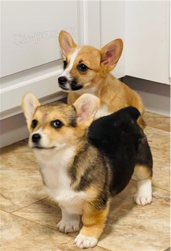 �t��ata Pembroke Welsh Corgi