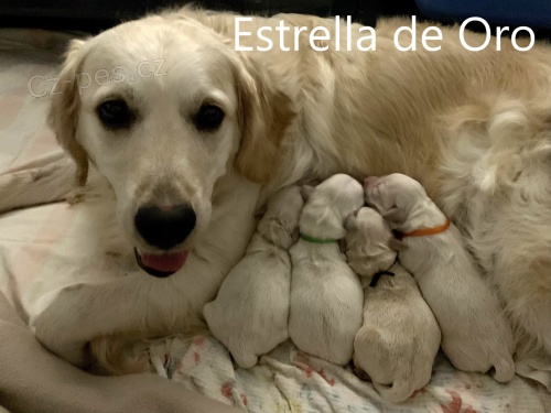 �te�ata zlat�ho retr�vra s PP - voln� pejsek