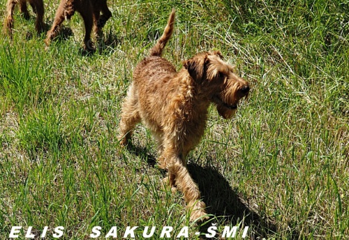 Irsk� teri�r - �t��ata s PP