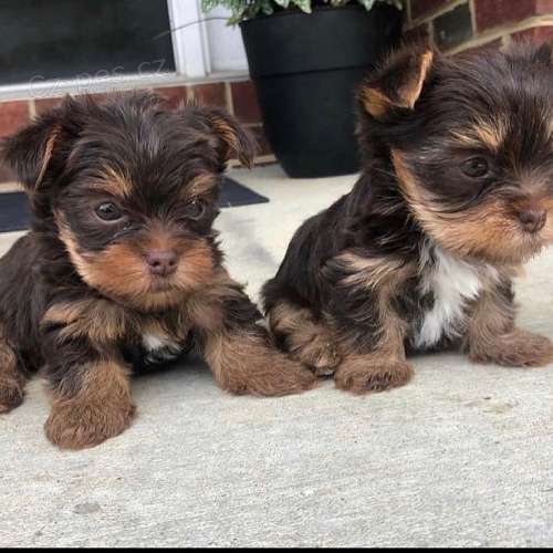 �t��ata jork��rsk�ho teri�ra