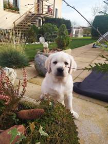 Labradorsk� retr�vr �t���tko