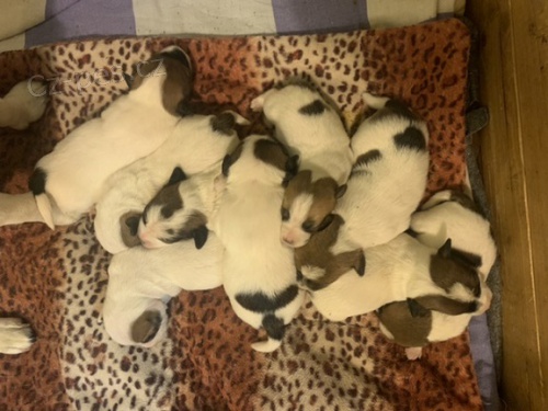 Jack Russell teri�r s PP