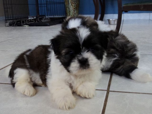 Prod�m zdrav� �t��ata Shih Tzu.