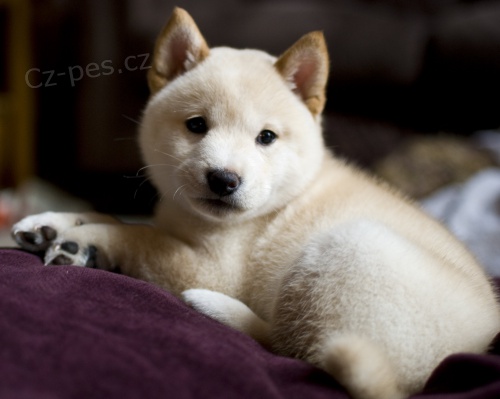  �t��ata Shiba Inu k adopci.