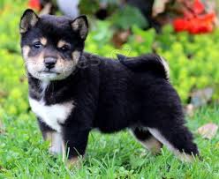  �t��ata Shiba Inu k adopci.