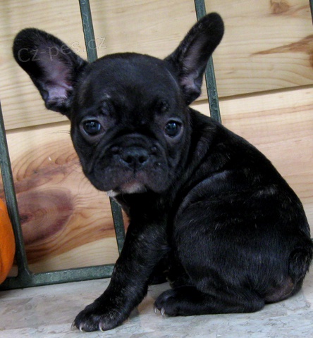 �t��ata zdrav�ho francouzsk�ho buldo�ka k adopci.