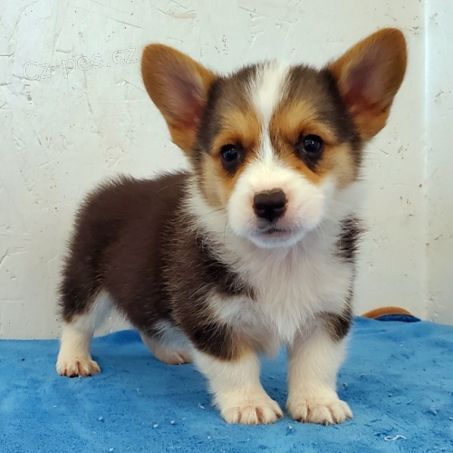 Pembroke Welsh Corgi dostupn� pro adopci.