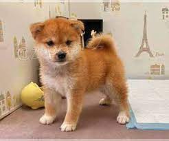 �t��ata Shiba Inu schv�len� veterin��em jsou k dispozici pro nov� domovy.