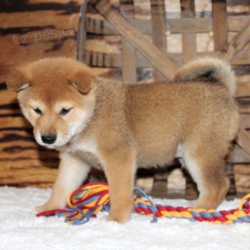 �t��ata Shiba Inu schv�len� veterin��em jsou k dispozici pro nov� domovy.