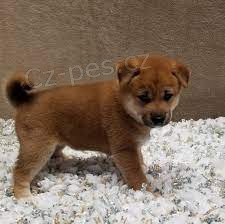 o�kovan� �t��ata Shiba Inu k adopci