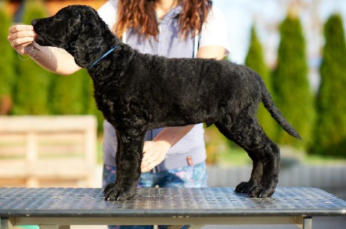 Kudrnat� retr�vr - Curly Coated Retriever