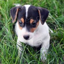 Prod�m Jack Russell teri�ra