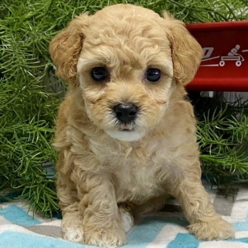 Prod�m �t��ata trpasli��ho pudla pejska a fenku.