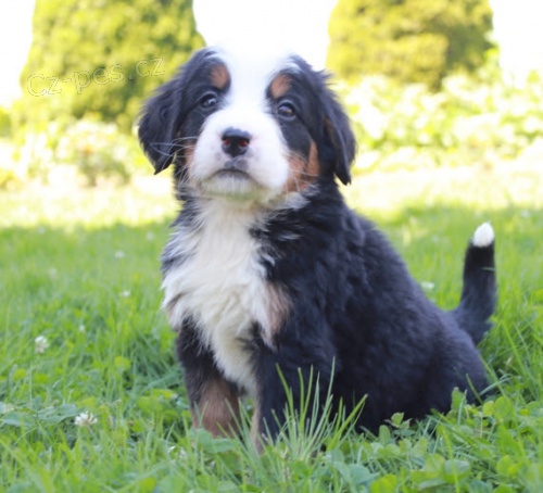 Zdrav� a kr�sn� �t��ata pejska a feny Bernsk� sala�nick� pes na prodej.