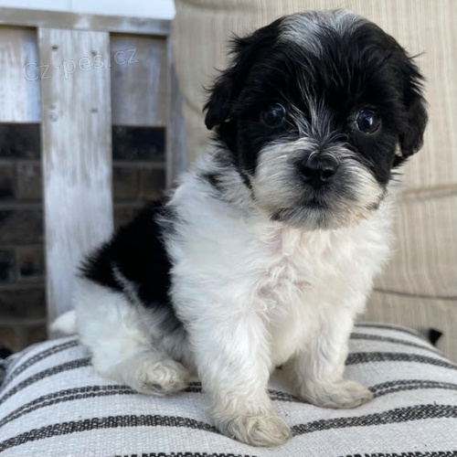 Prod�m dob�e vycvi�en� �t��ata Shihpoo.