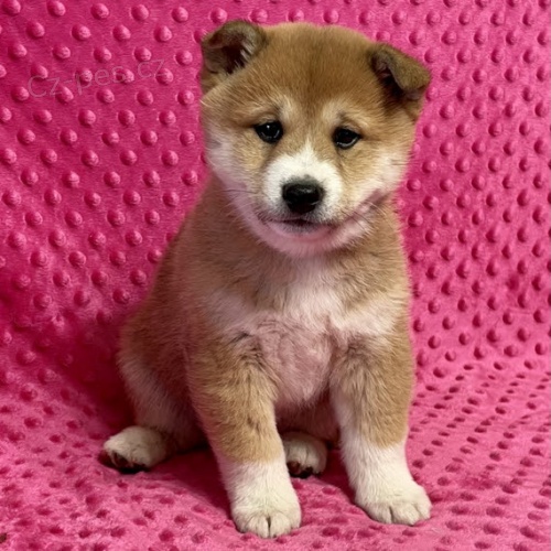 Prod�m roztomil� �t���tka shiba inu