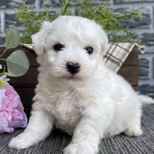 �t��ata bi�onka jsou k dispozici a p�ipravena k prodeji.