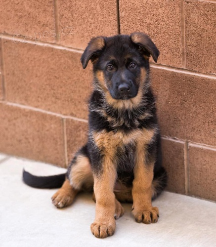 Prod�m �t��ata n�meck�ho ov��ka