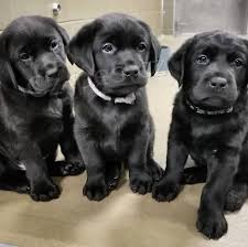 O�kovan� a velmi zdrav� �t��ata labradorsk�ho retr�vra